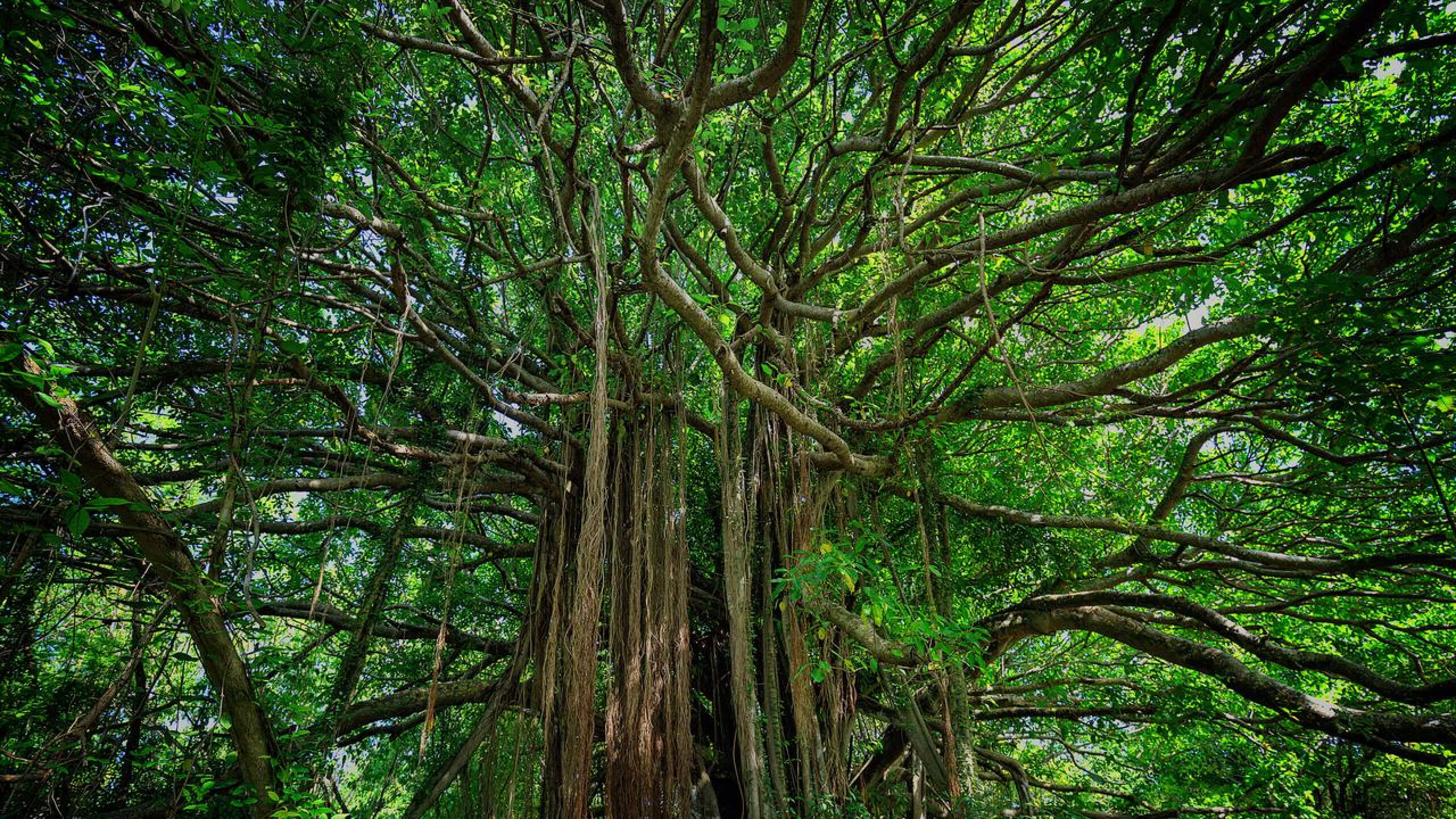 Banyan Banyan